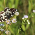 Melanargia galathea