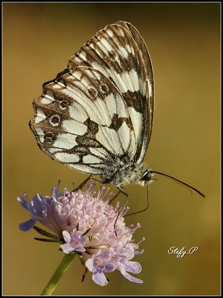 Melanargia galathea