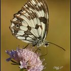 Melanargia galathea