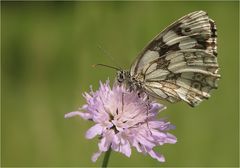  Melanargia galathea