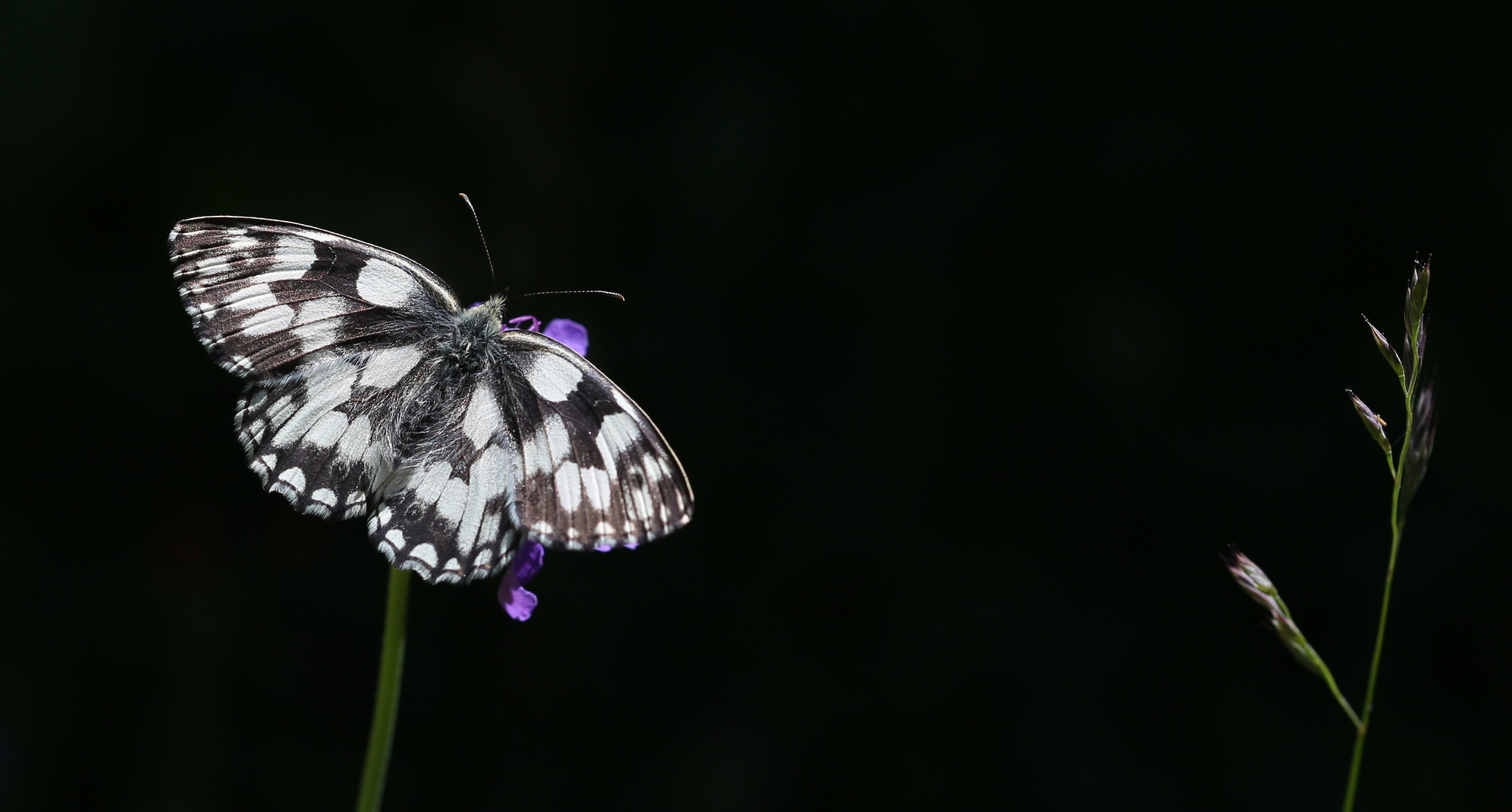 Melanargia galathea