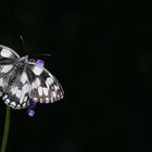 Melanargia galathea