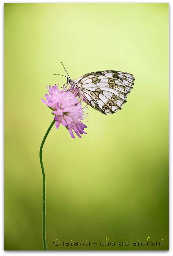 Melanargia Galathea - (famiglia Nymphalidae)