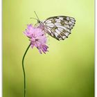 Melanargia Galathea - (famiglia Nymphalidae)