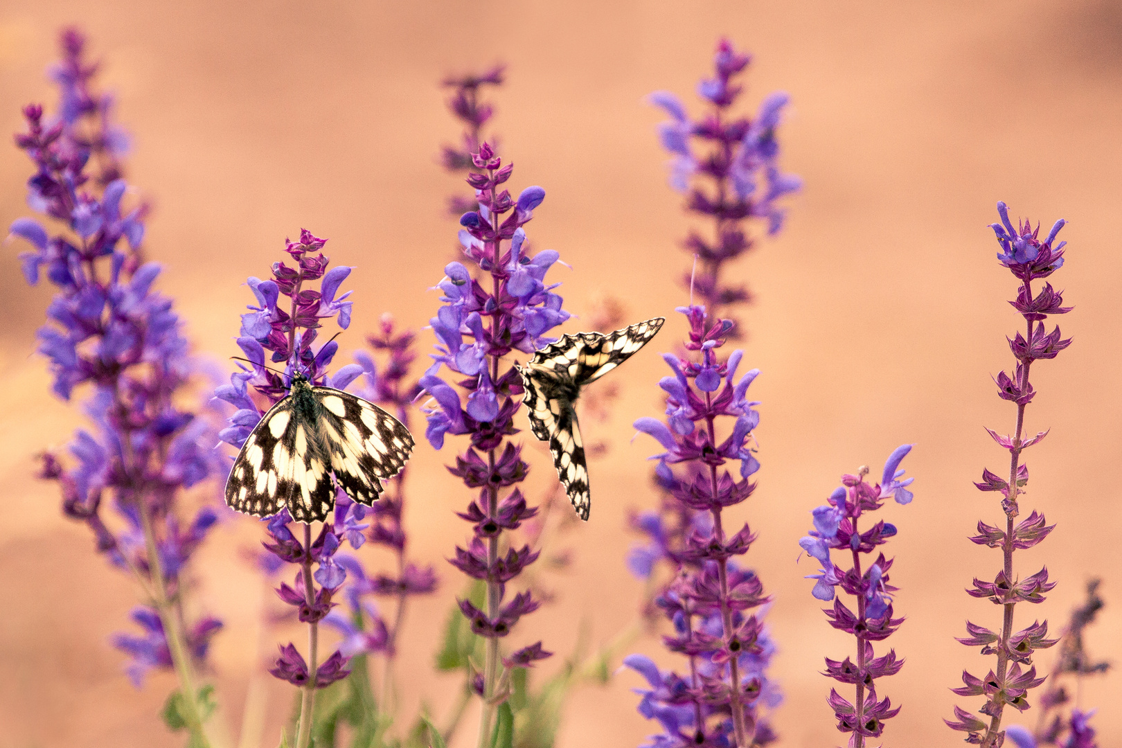 Melanargia galathea