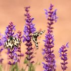 Melanargia galathea