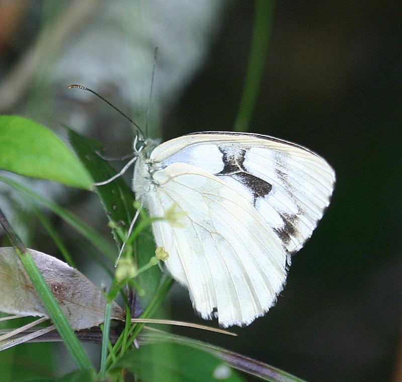 Melanargia galathea forme leucomelas