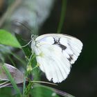 Melanargia galathea forme leucomelas