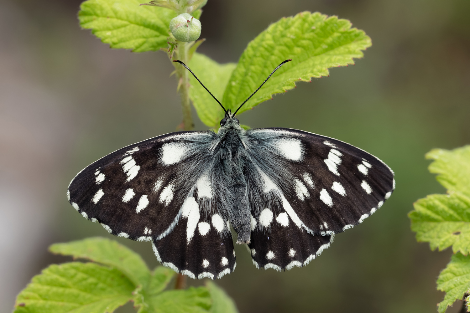 Melanargia galathea f.procida