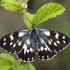 Melanargia galathea f.procida