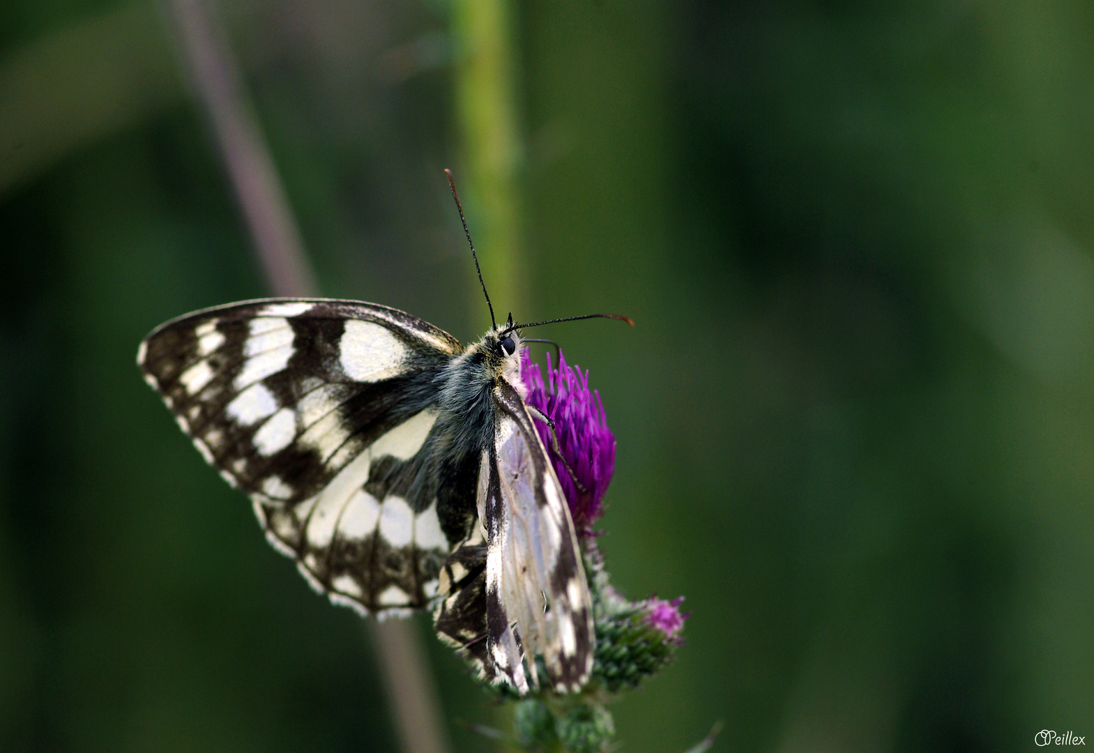 Mélanargia galathea (Le demi-deuil)