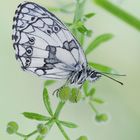 Melanargia galathea (Linnaeus, 1758)