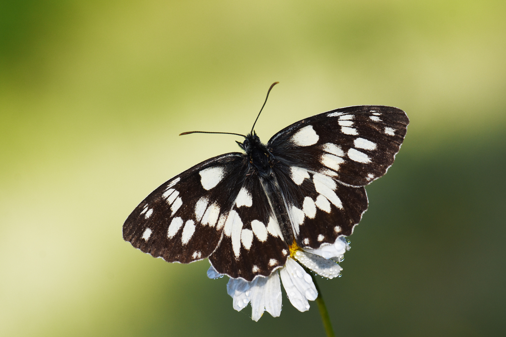 Melanargia galathea » Marbled White