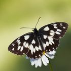 Melanargia galathea » Marbled White