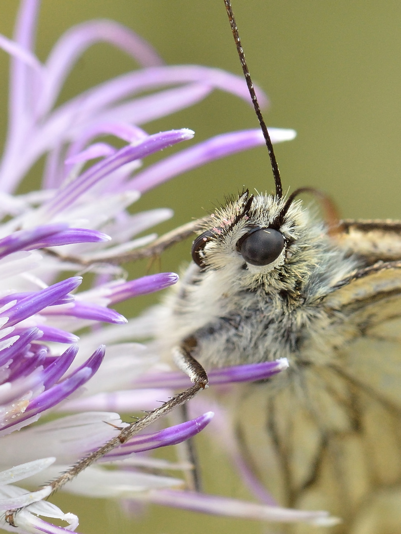 Melanargia galathea, Schachbrett