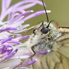 Melanargia galathea, Schachbrett