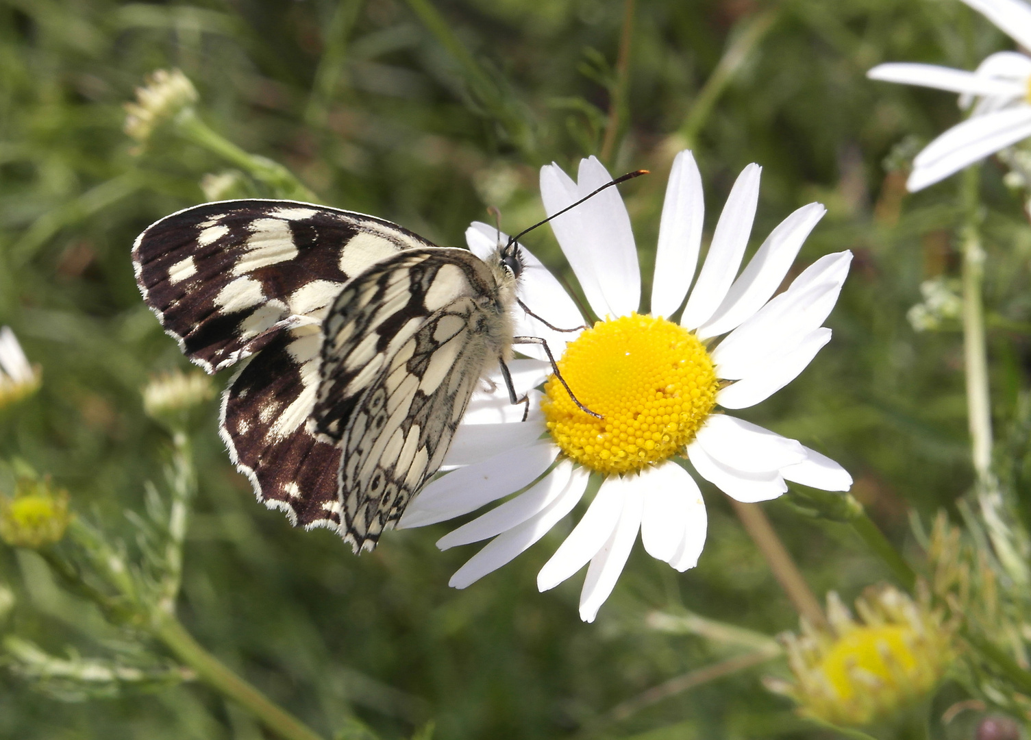 Melanargia galathea - Schachbrett