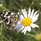 Melanargia galathea - Schachbrett