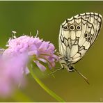 Melanargia galathea - Schachbrett