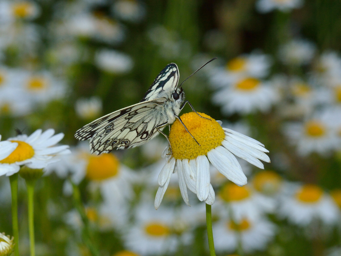 Melanargia galathea, Schachbrett 