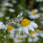 Melanargia galathea, Schachbrett 