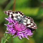 Melanargia galathea - Schachbrett Ende Juli Schwäbische Alb