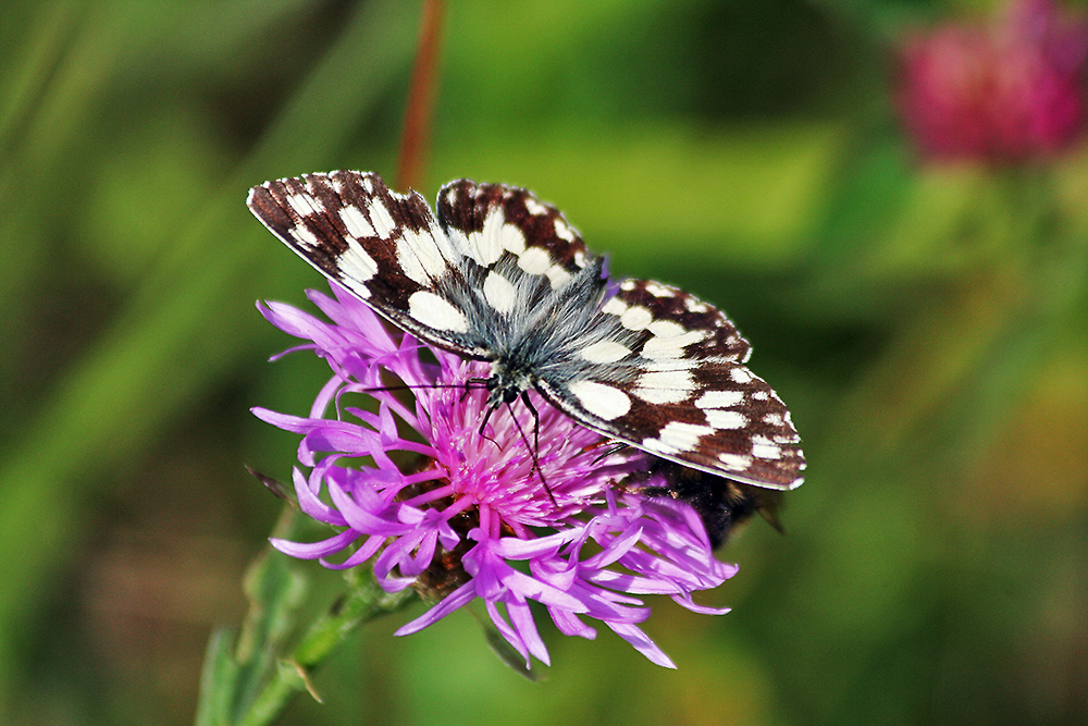 Melanargia galathea - Schachbrett Ende Juli Schwäbische Alb