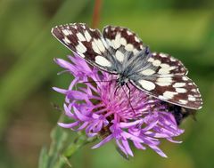 Melanargia galathea - Schachbrett von der Schwäbischen Alb