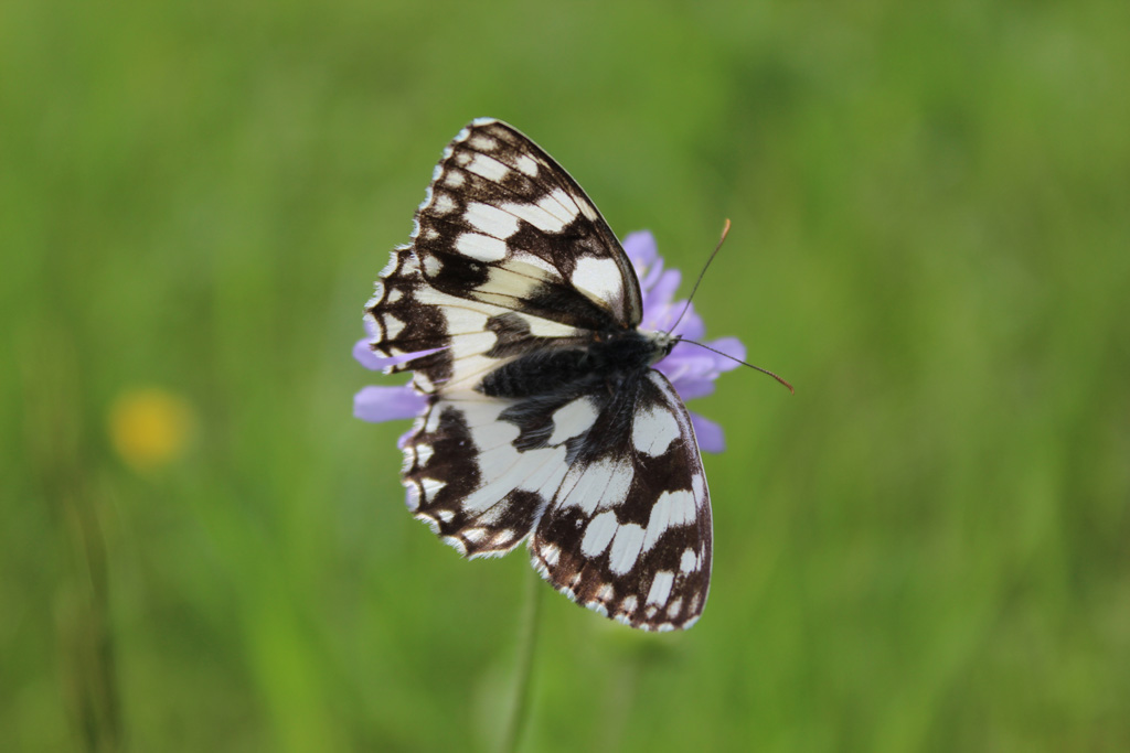 Melanargia galathea- Schachbrettfalter 