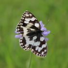 Melanargia galathea- Schachbrettfalter 