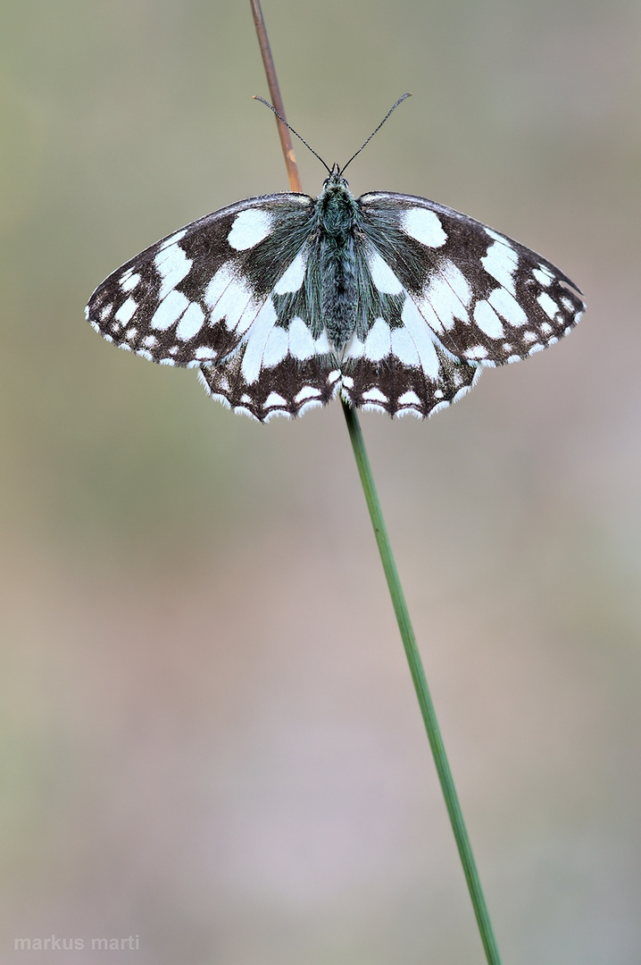 Melanargia galathea - Schachbrettfalter