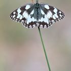 Melanargia galathea - Schachbrettfalter