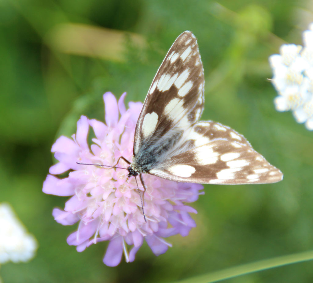  Melanargia galathea - Schachbrettfalter