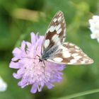  Melanargia galathea - Schachbrettfalter