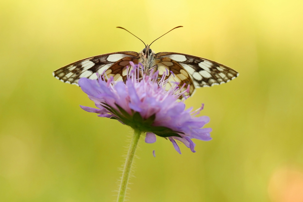 Melanargia galathea - Schachbrettfalter