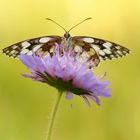 Melanargia galathea - Schachbrettfalter