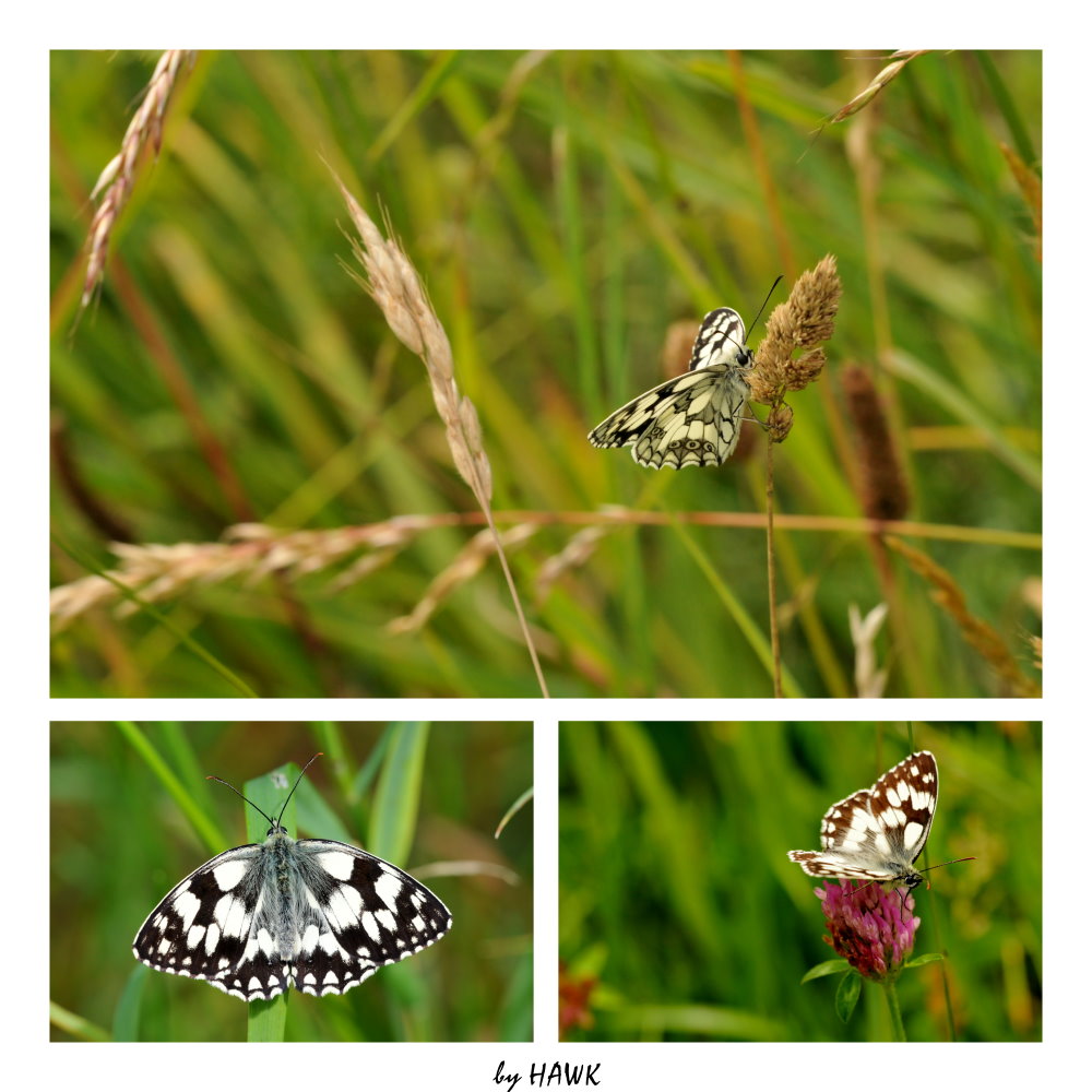 Melanargia galathea - Schachbrettfalter Collage