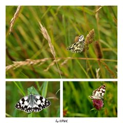 Melanargia galathea - Schachbrettfalter Collage