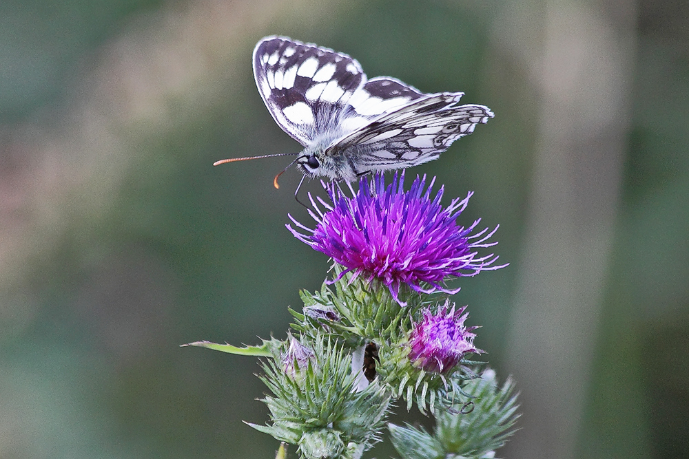 Melanargia galathea - Schachbrettfalter der...