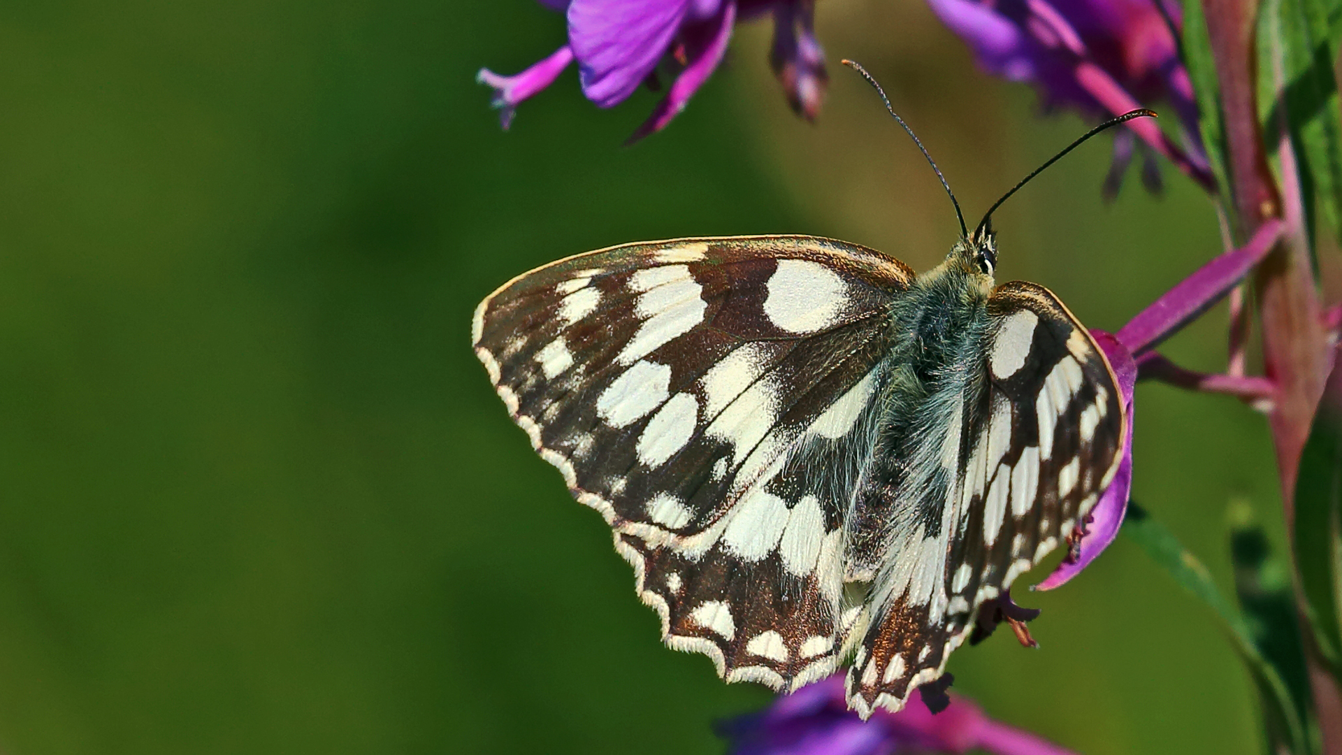 Melanargia galathea-Schachbrettfalter im Osterzgebirge...