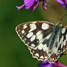 Melanargia galathea-Schachbrettfalter im Osterzgebirge...