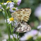  Melanargia galathea- Schachbrettfalter - Kopula