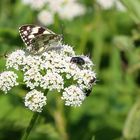 Melanargia galathea - Schachbrettfalter und weitere, die auch...