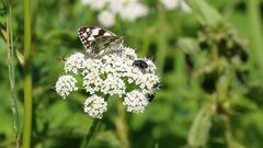 Melanargia galathea - Schachbrettfalter und weitere, die auch...