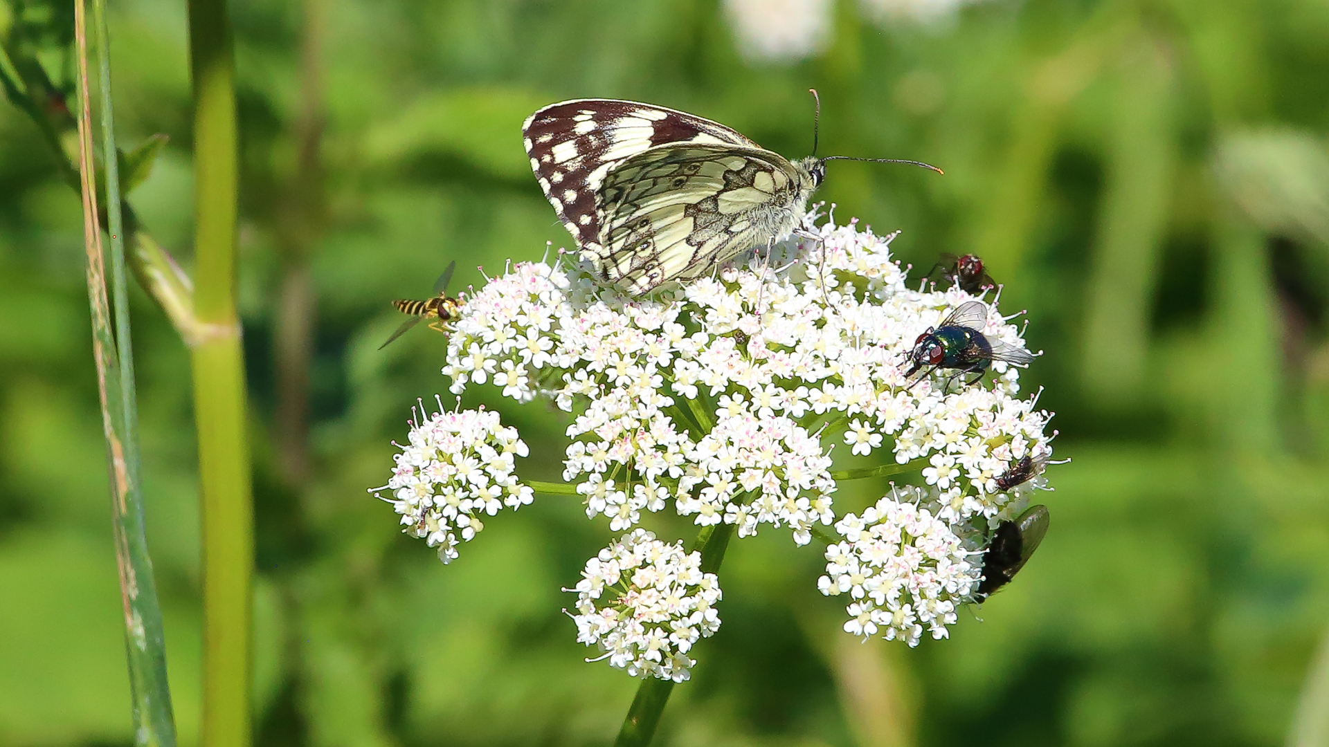 Melanargia galathea - Schachbrettfalter und weitere interessierte