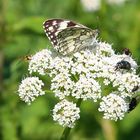 Melanargia galathea - Schachbrettfalter und weitere interessierte