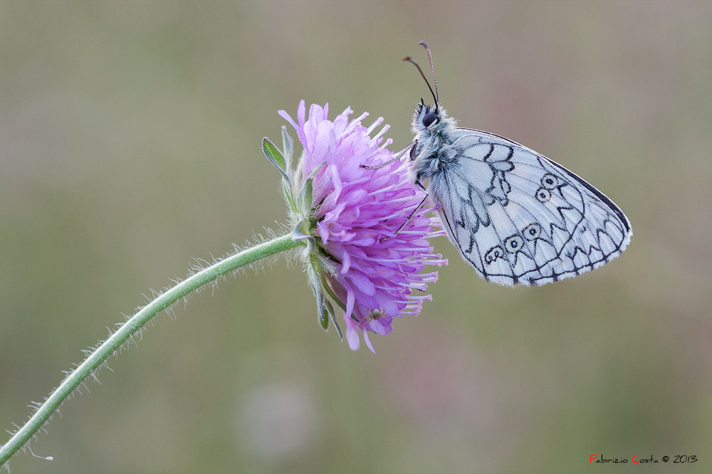 Melanargia galathea su fiore con intruso