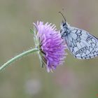 Melanargia galathea su fiore con intruso