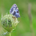 Melanargia galathea ( test avec 2.8 )) 