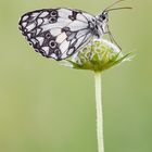 Melanargia galathea vertical